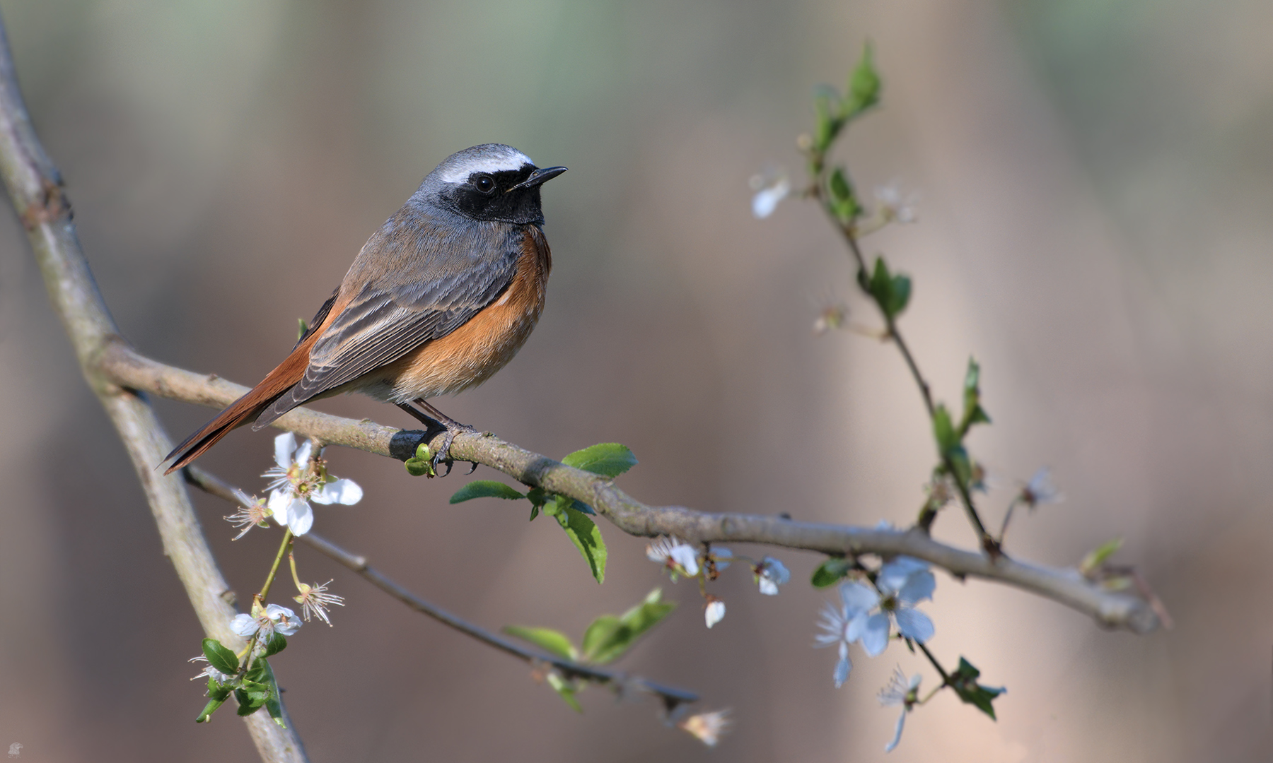 Gartenrotschwanz | Phoenicurus phoenicurus