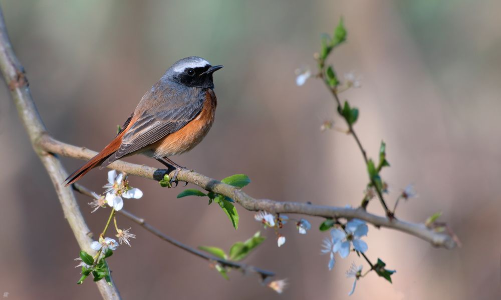 Gartenrotschwanz | Phoenicurus phoenicurus