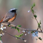 Gartenrotschwanz | Phoenicurus phoenicurus