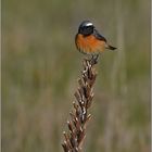 Gartenrotschwanz   -   Phoenicurus phoenicurus