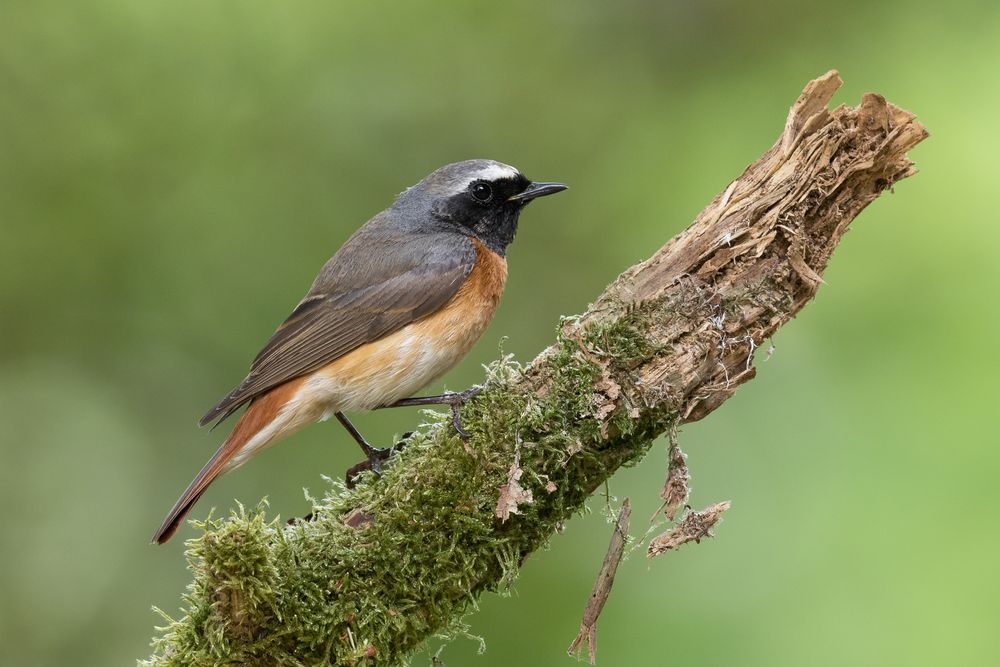 Gartenrotschwanz - Phoenicurus phoenicurus