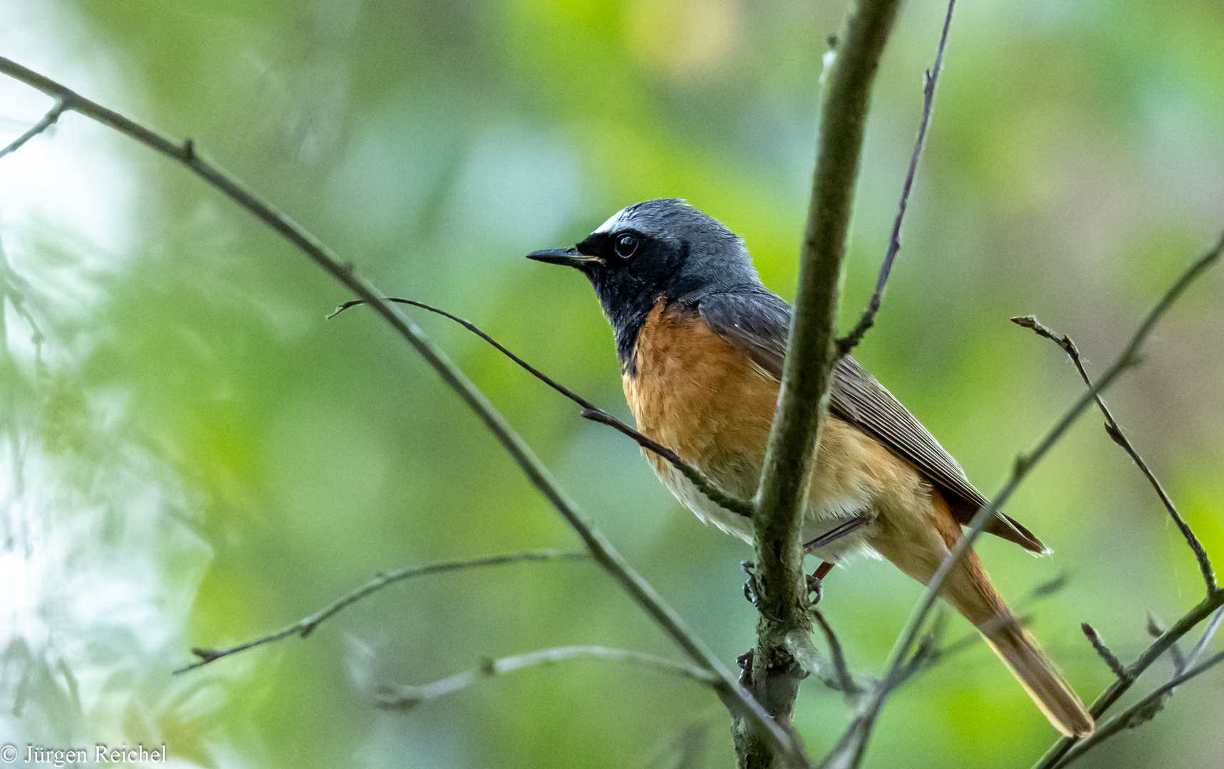 Gartenrotschwanz ( Phoenicurus phoenicurus ) 