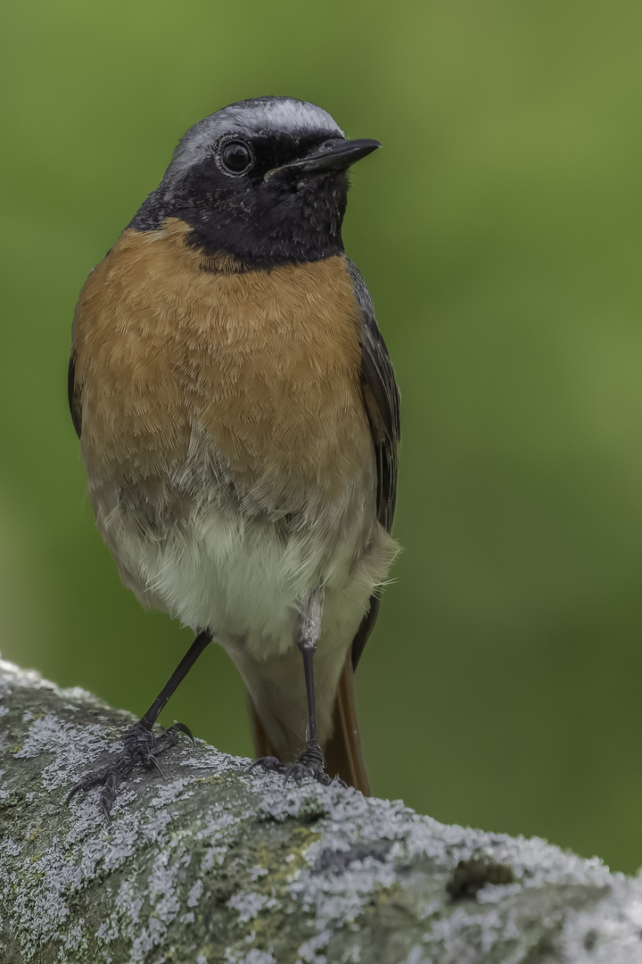 Gartenrotschwanz (Phoenicurus phoenicurus)