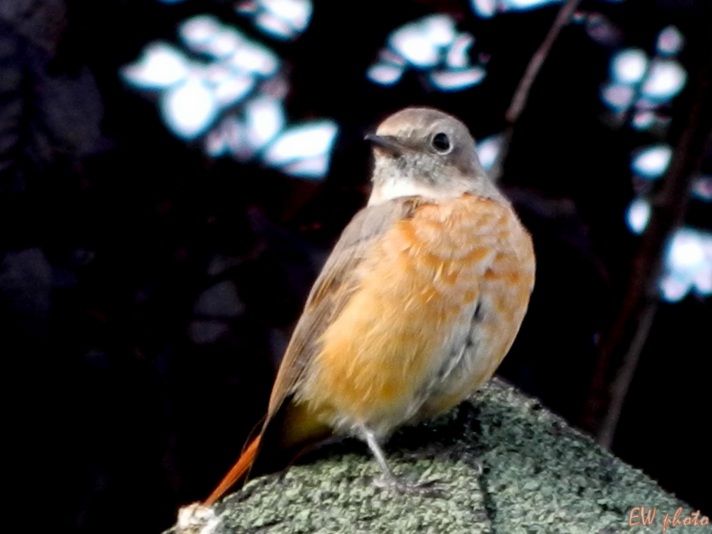 ~ Gartenrotschwanz (Phoenicurus phoenicurus) ~