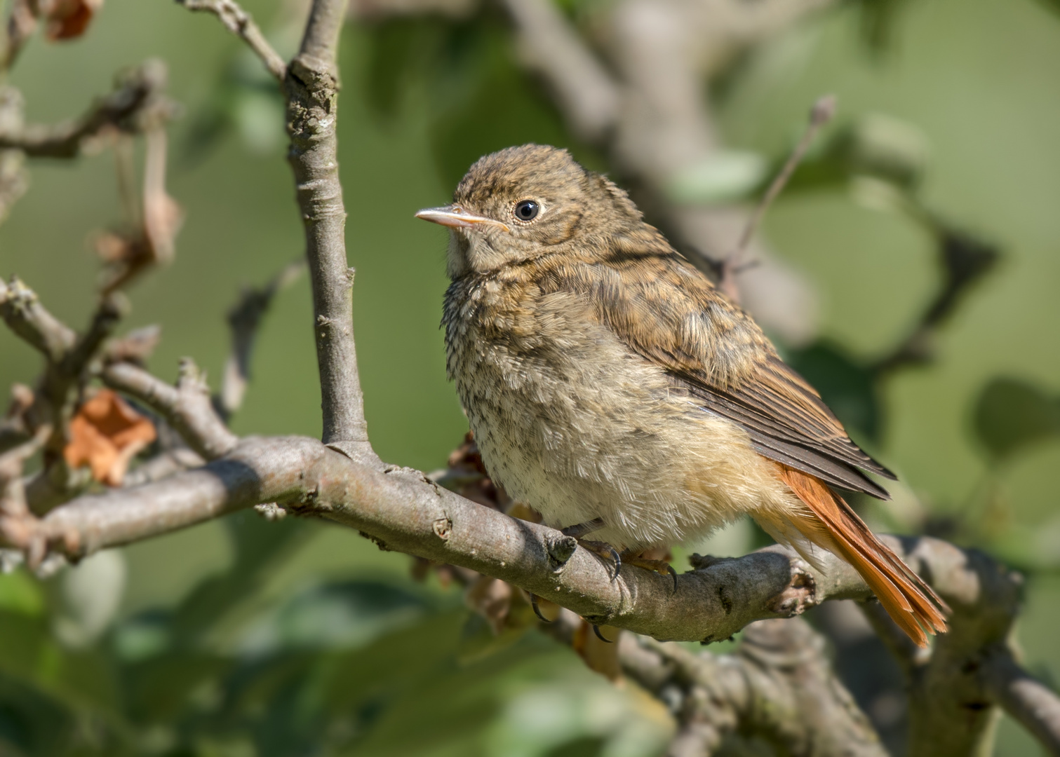 Gartenrotschwanz (Phoenicurus phoenicurus)