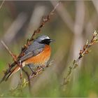 Gartenrotschwanz  -  Phoenicurus phoenicurus