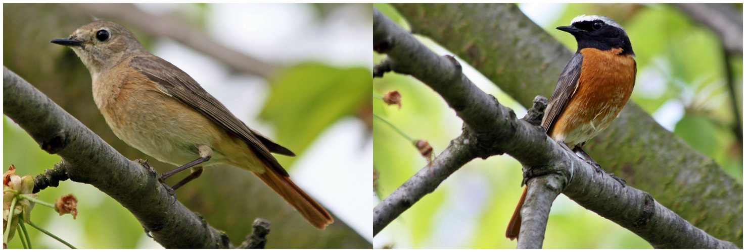 Gartenrotschwanz - Phoenicurus phoenicurus