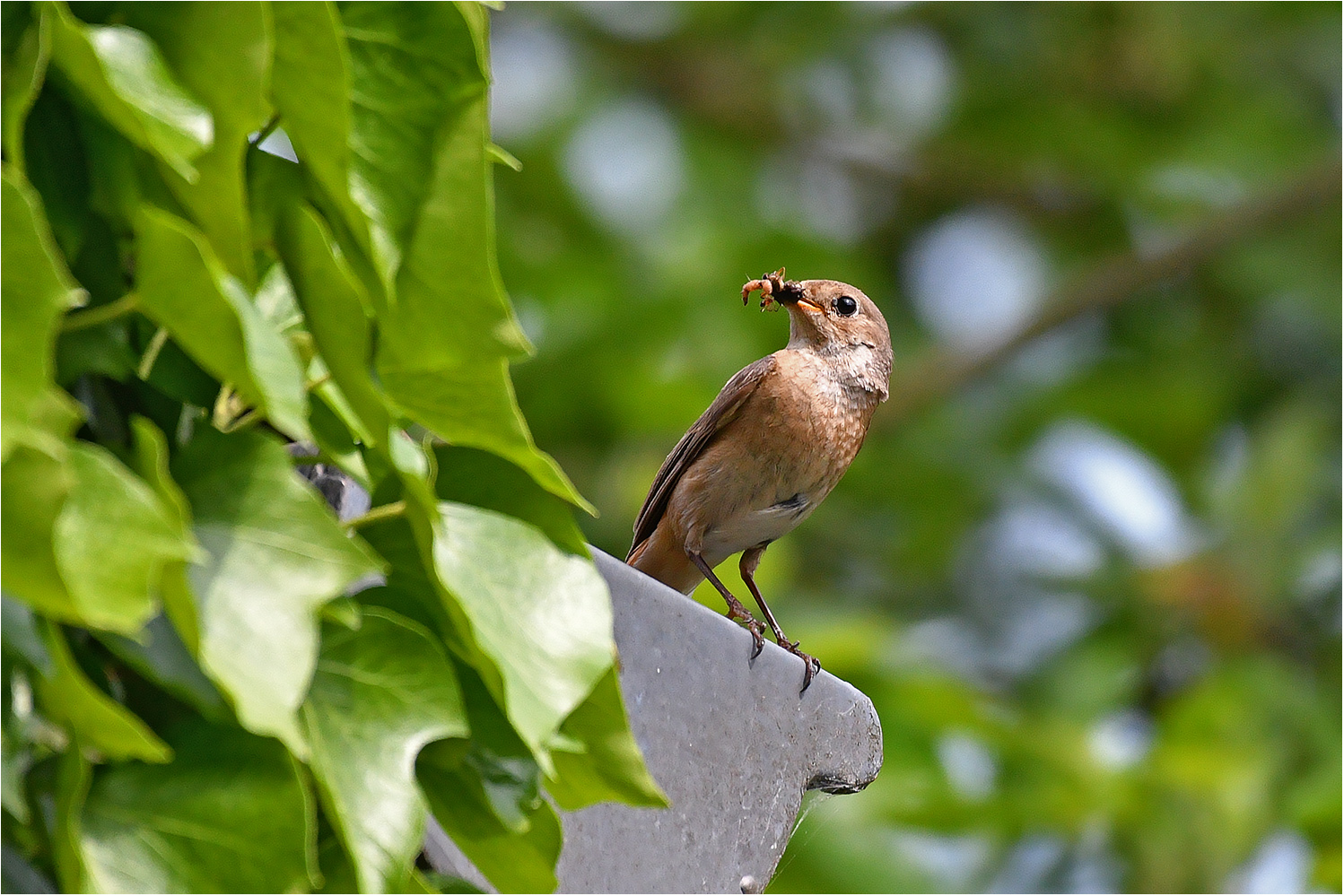 Gartenrotschwanz   -   Phoenicurus phoenicurus