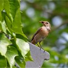 Gartenrotschwanz   -   Phoenicurus phoenicurus