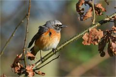 Gartenrotschwanz - Phoenicurus phoenicurus