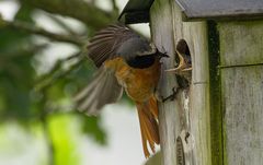 Gartenrotschwanz (Phoenicurus phoenicurus)