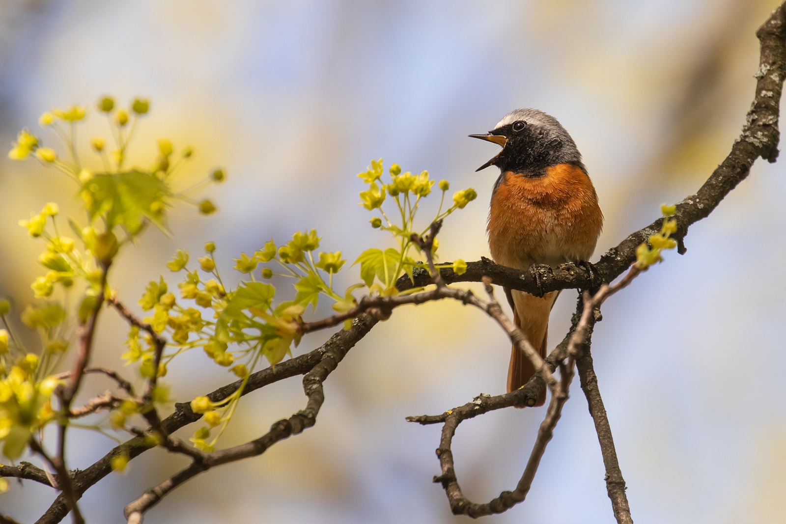  Gartenrotschwanz -Phoenicurus phoenicurus