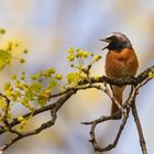  Gartenrotschwanz -Phoenicurus phoenicurus