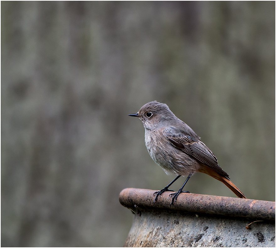 Gartenrotschwanz (Phoenicurus phoenicurus)