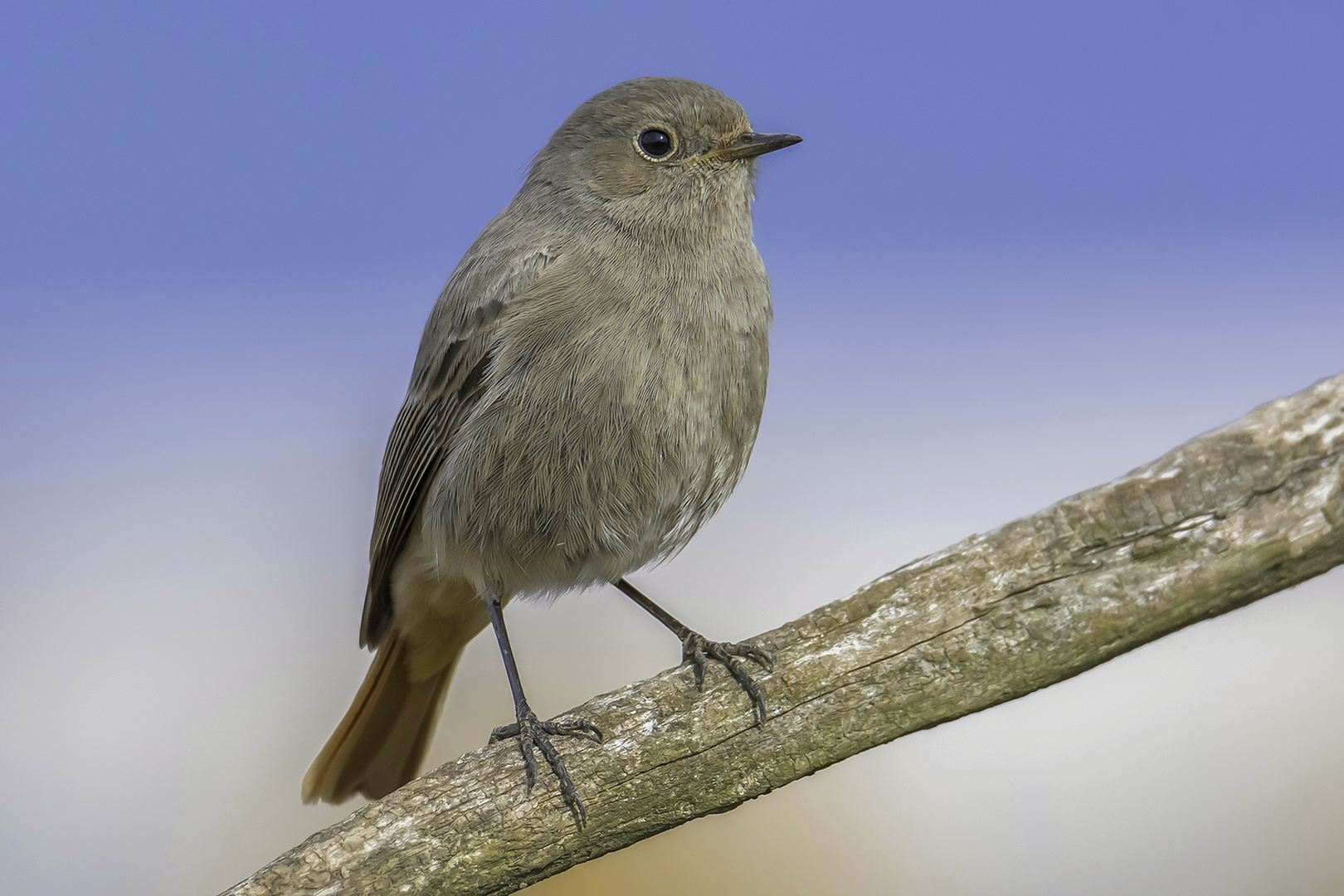 Gartenrotschwanz (Phoenicurus phoenicurus)