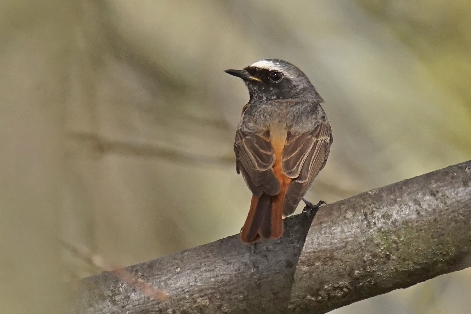 Gartenrotschwanz (Phoenicurus phoenicurus), Männchen