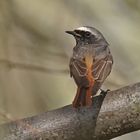 Gartenrotschwanz (Phoenicurus phoenicurus), Männchen