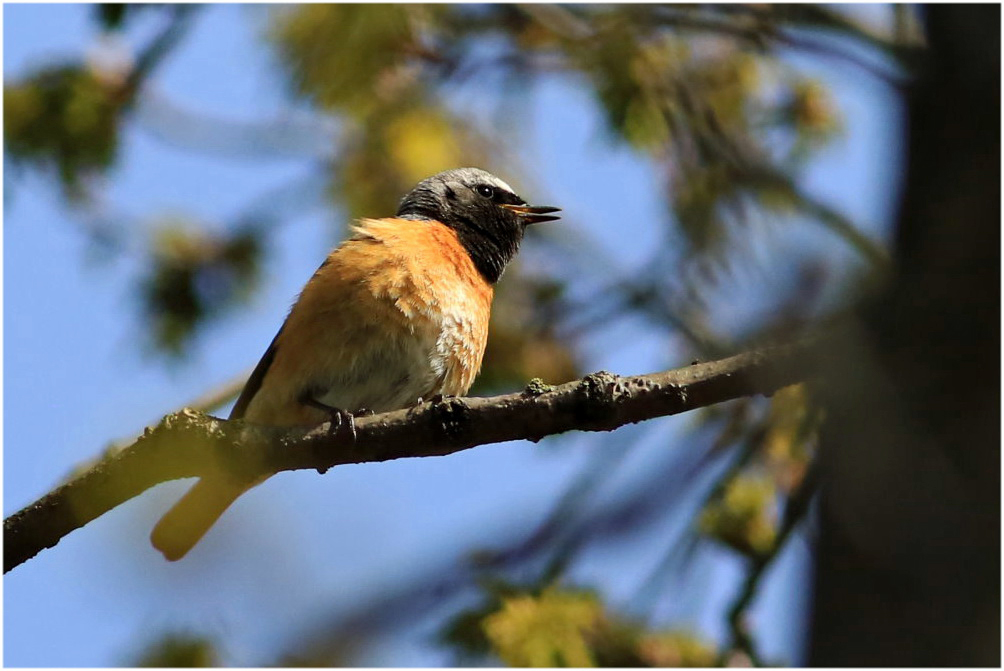 Gartenrotschwanz [Phoenicurus phoenicurus] - Männchen