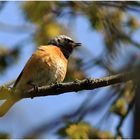 Gartenrotschwanz [Phoenicurus phoenicurus] - Männchen