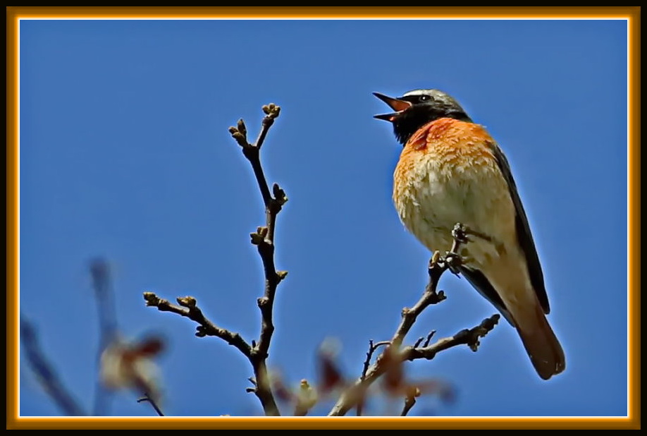 Gartenrotschwanz [Phoenicurus phoenicurus] - Männchen