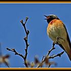 Gartenrotschwanz [Phoenicurus phoenicurus] - Männchen