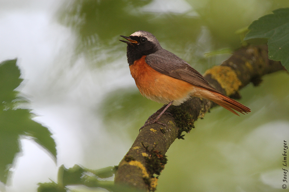 Gartenrotschwanz (Phoenicurus phoenicurus) Muscicapidae Männchen Foto&Copyright Josef Limberger