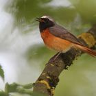 Gartenrotschwanz (Phoenicurus phoenicurus) Muscicapidae Männchen Foto&Copyright Josef Limberger