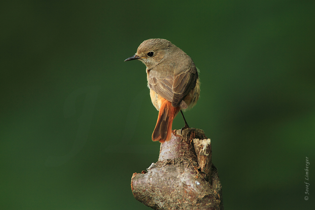 Gartenrotschwanz (Phoenicurus phoenicurus)  Weibchen