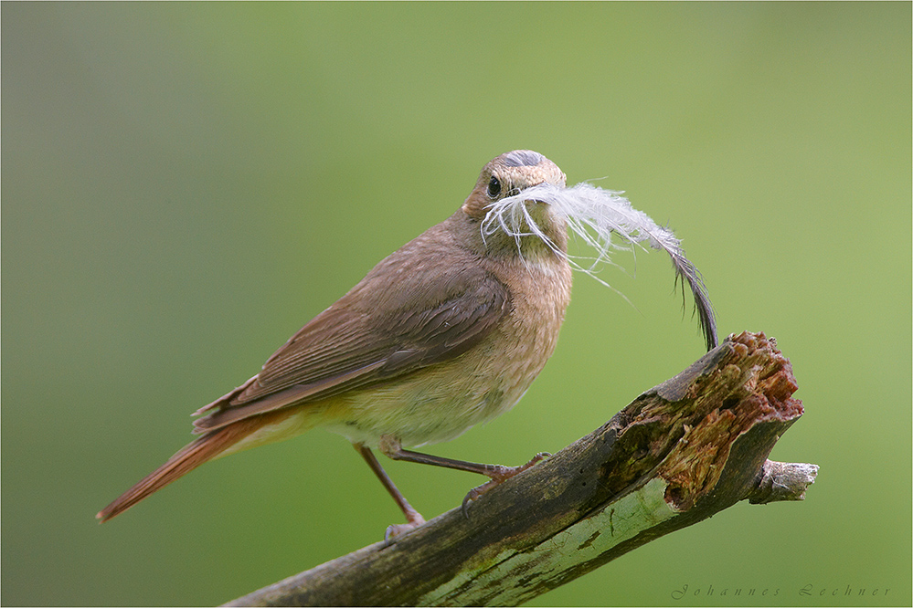 Gartenrotschwanz (Phoenicurus phoenicurus), Weibchen