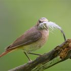 Gartenrotschwanz (Phoenicurus phoenicurus), Weibchen