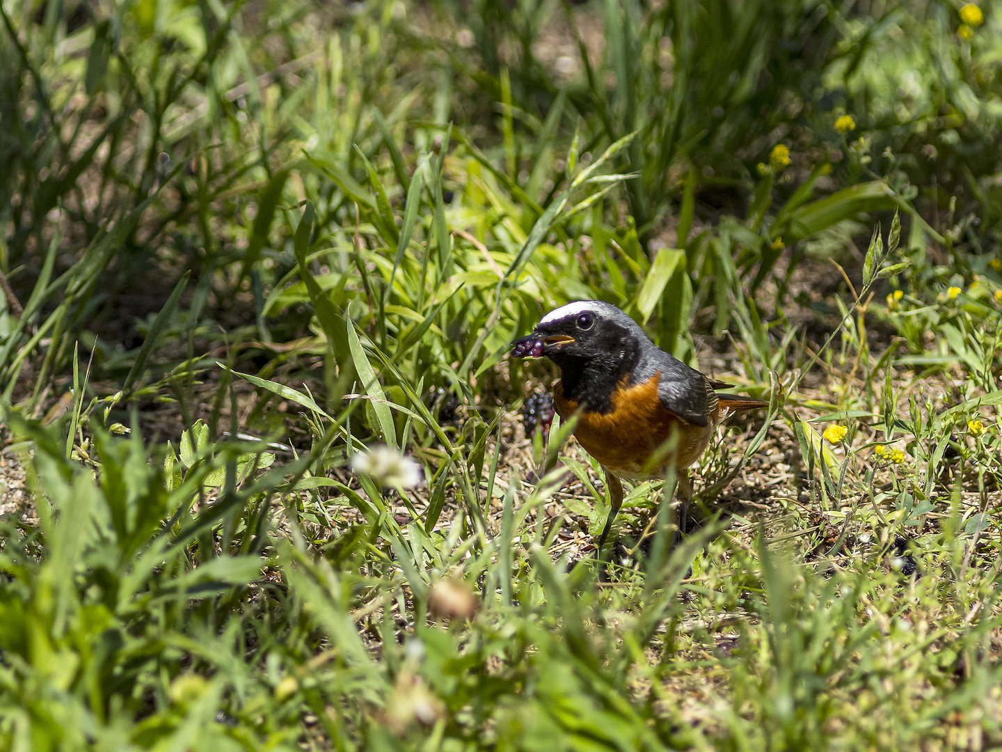 Gartenrotschwanz, vegetarisch