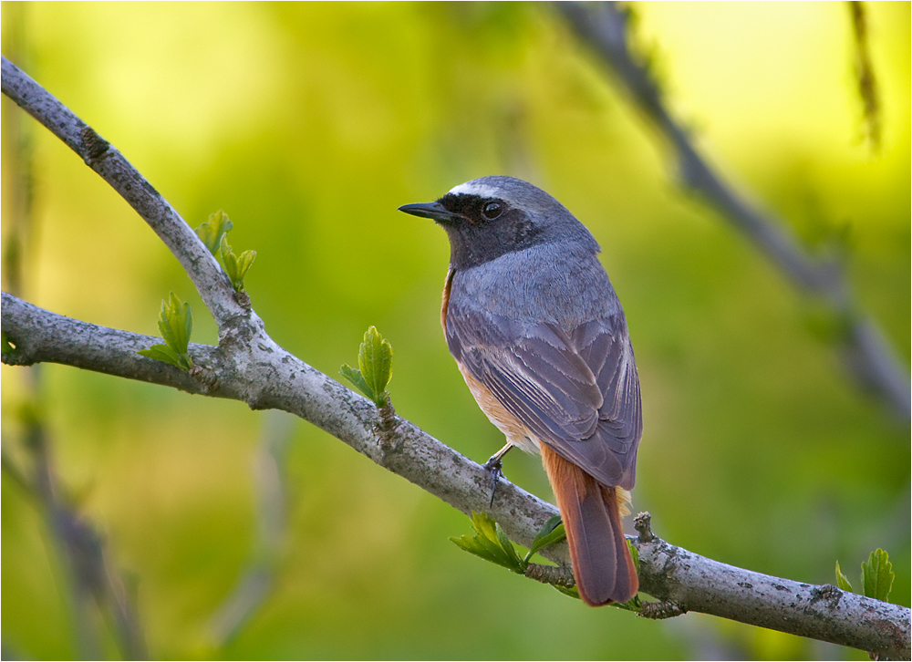 Gartenrotschwanz - Vogel des Jahres 2011.