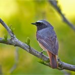 Gartenrotschwanz - Vogel des Jahres 2011.