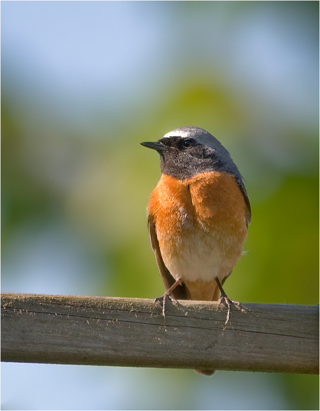 Gartenrotschwanz - Vogel des Jahres 2011 II