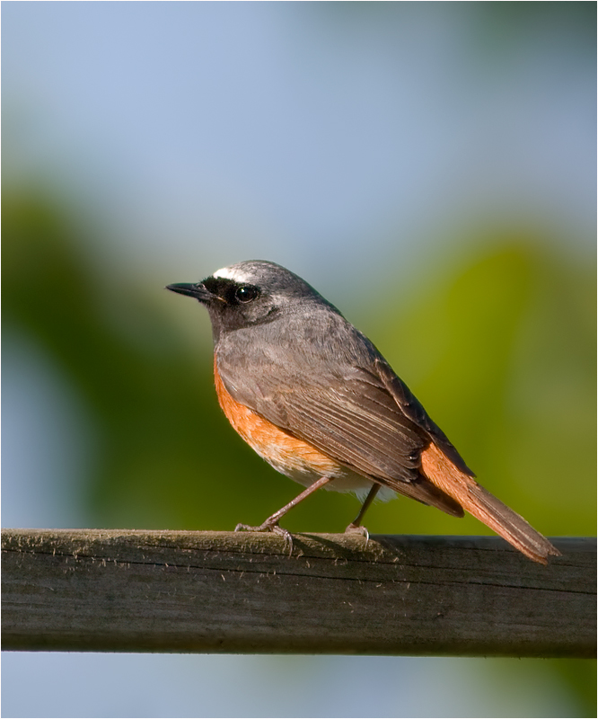 Gartenrotschwanz - Vogel des Jahres 2011 III