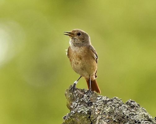 Gartenrotschwanz (w) beringt