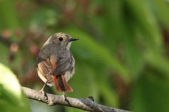 Gartenrotschwanz Weibchen