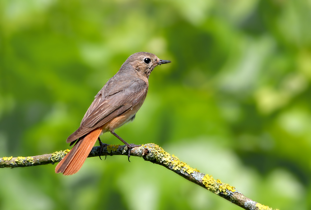 Gartenrotschwanz Weibchen: Ein Wunderbarer Vogel zum Zeichnen!