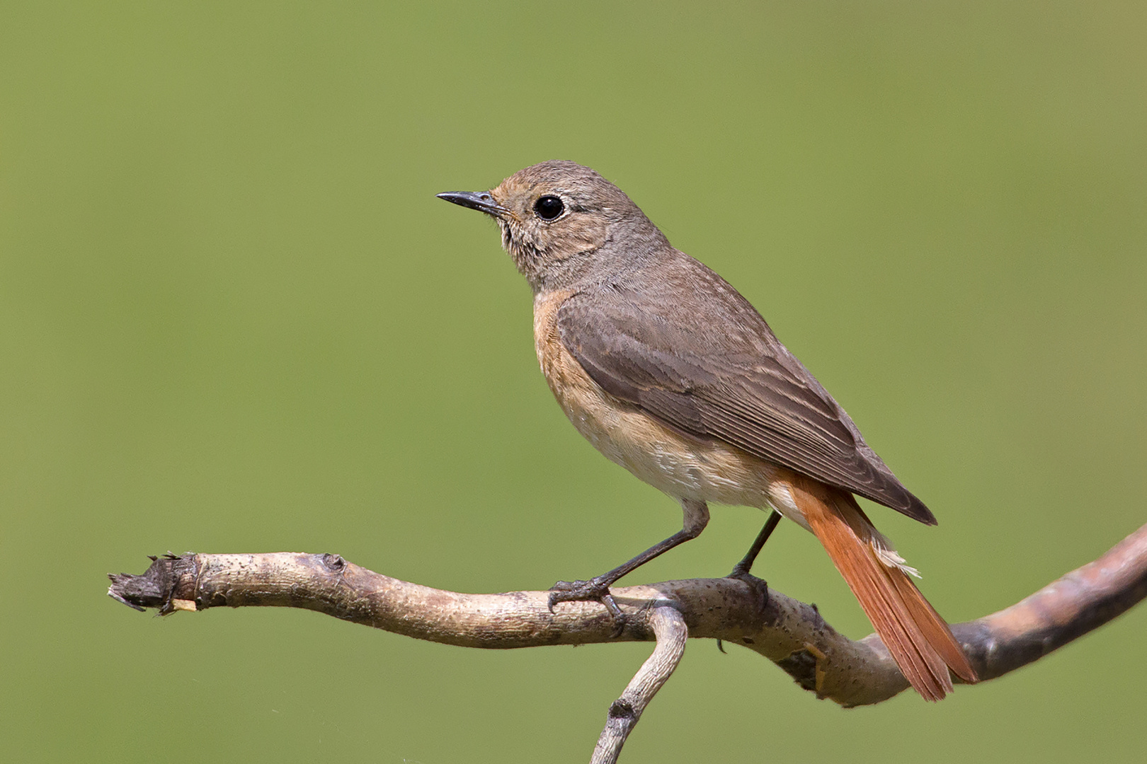 Gartenrotschwanz Weibchen: Ein Wunderbarer Vogel zum Zeichnen!