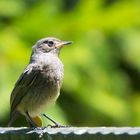 Gartenrotschwanz weibchen