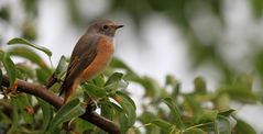 Gartenrotschwanz Weibchen