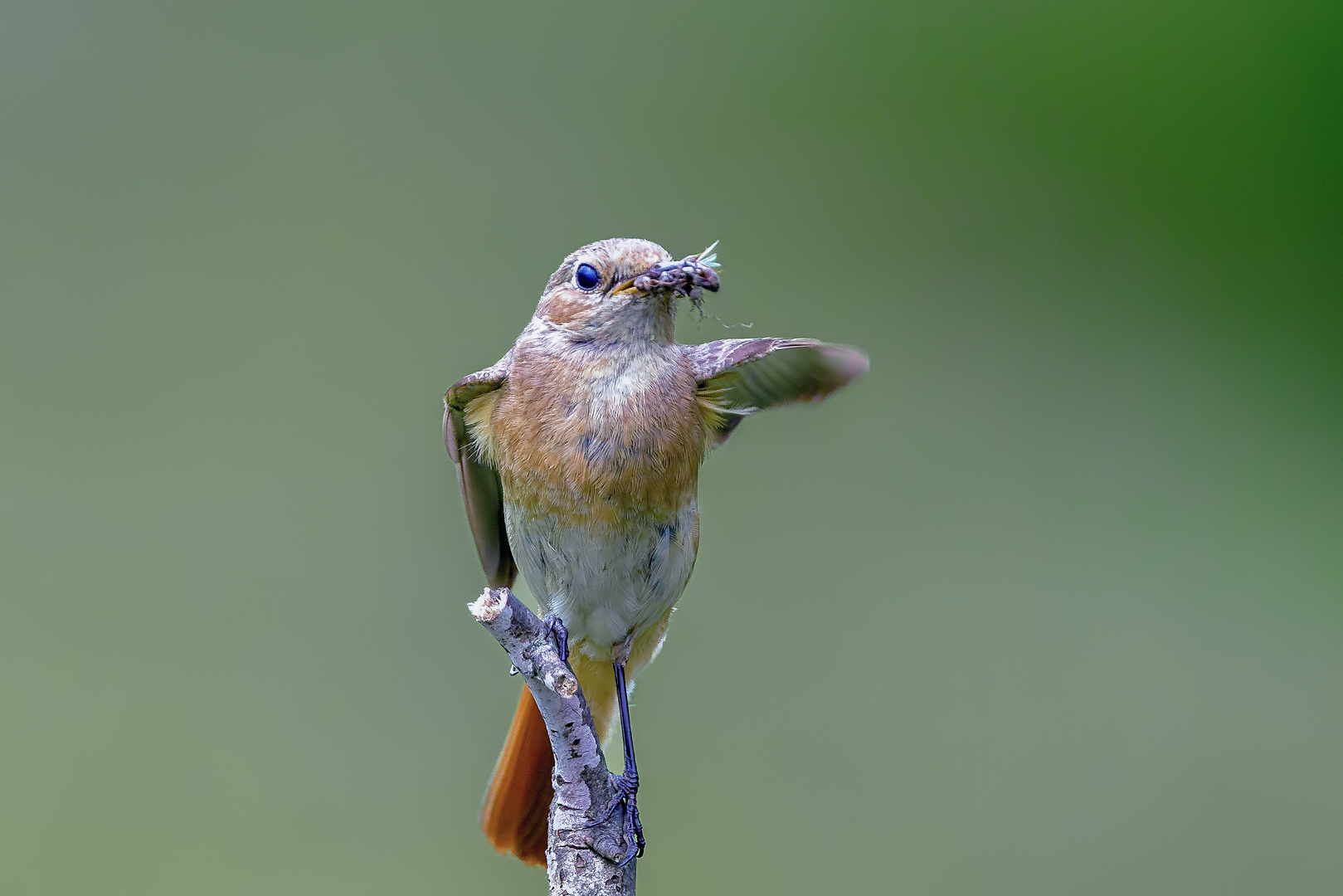 Gartenrotschwanz Weibchen