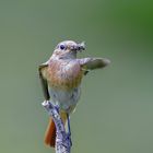 Gartenrotschwanz Weibchen