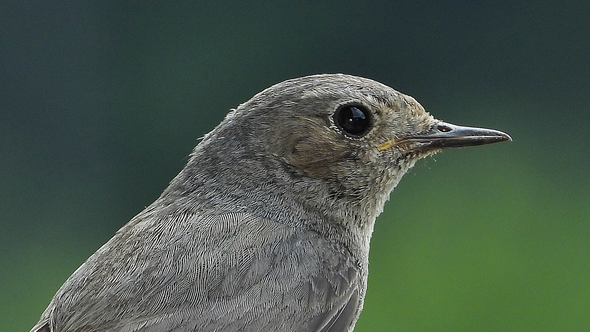 Gartenrotschwanz Weibchen