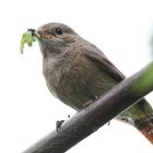 Gartenrotschwanz Weibchen mit Futter