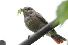 Gartenrotschwanz Weibchen mit Futter