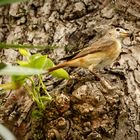 - Gartenrotschwanz Weibchen (Phoenicurus) -