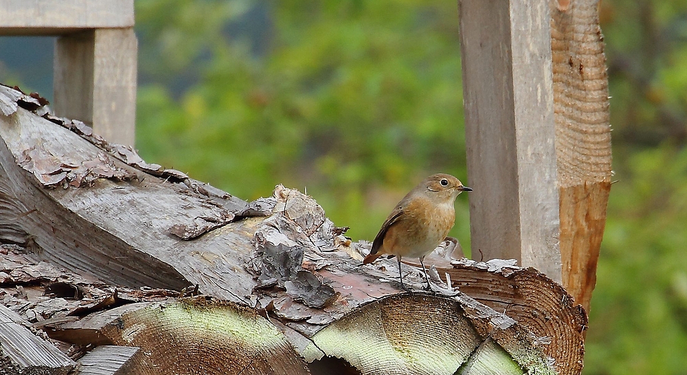 Gartenrotschwanz, weiblich - "Vogel des Jahres 2011" + (Tier Info)