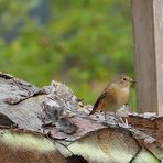 Gartenrotschwanz, weiblich - "Vogel des Jahres 2011" + (Tier Info)