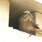 Gartenrotschwanzweibchen beim Futter heranfliegen